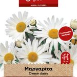 Μαργαρίτα γίγας λευκή