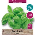 Βασιλικός ιταλικός μέτριος