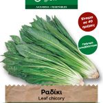 Ραδίκι ήμερο