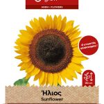 Ήλιος βρώσιμος